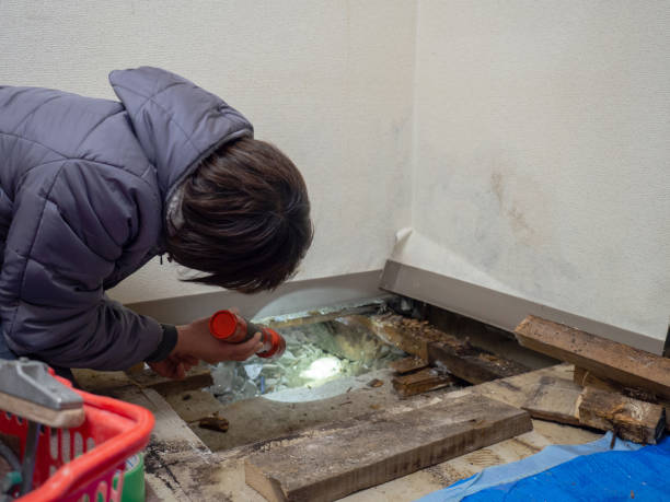 Best Mold Removal for HVAC Installations  in Fruitland Park, FL