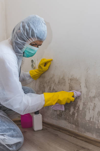 Best Mold Remediation for Vacation Homes  in Fruitland Park, FL