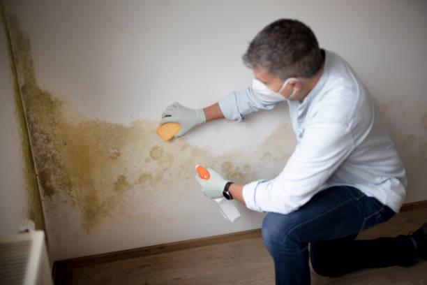Reliable Fruitland Park, FL Mold Removal Solutions